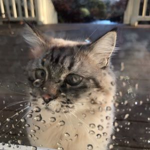 Meet your Posher, Torrence